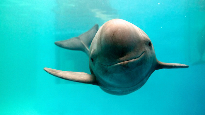 Vaquita