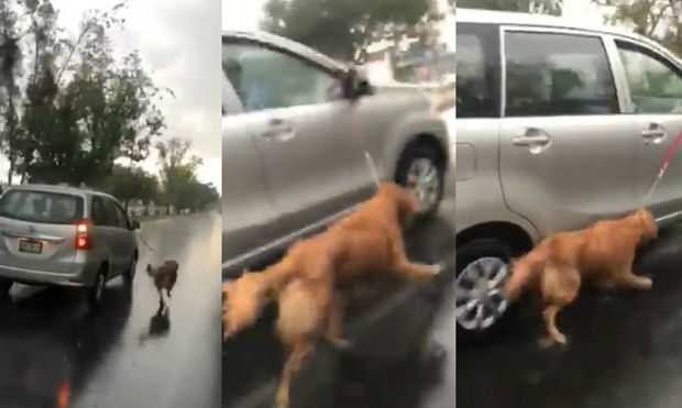 Video atan a perro al auto y lo arrastran bajo la lluvia