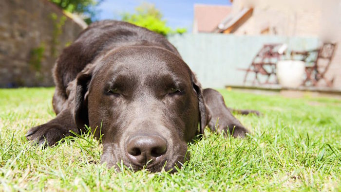 Mascota perro golpe de calor