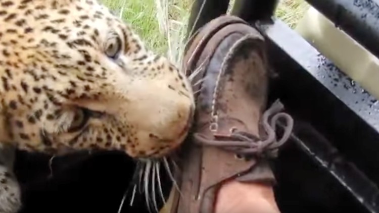 Leopardo muerte pie