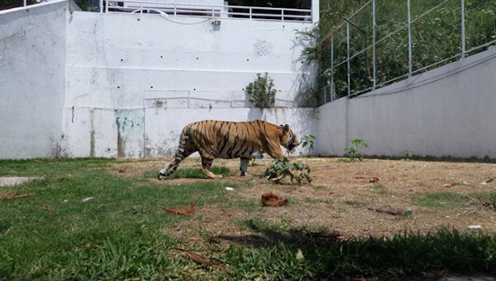 Tigre