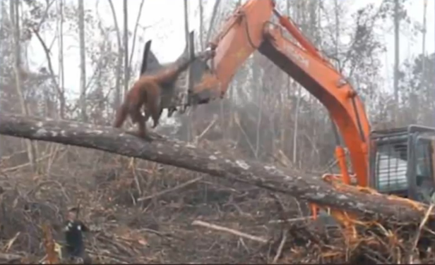 Orangutan rescatado ong protectora animales