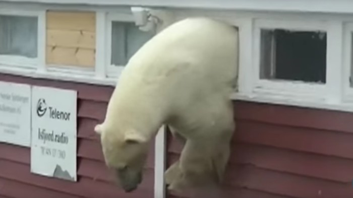 Oso polar atorado