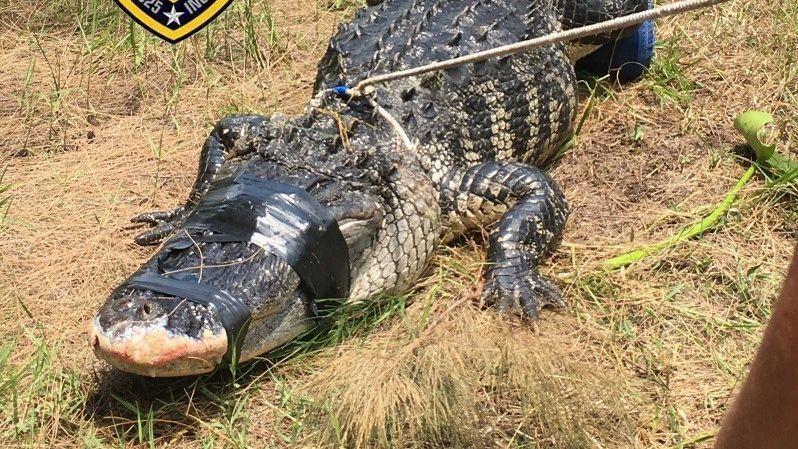 Fl sb davie gator attacks dog walker found 20180609