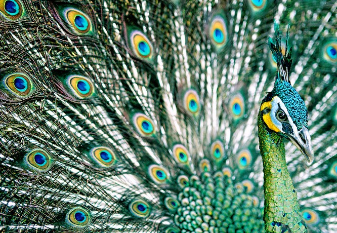 Green peafowl hanoi