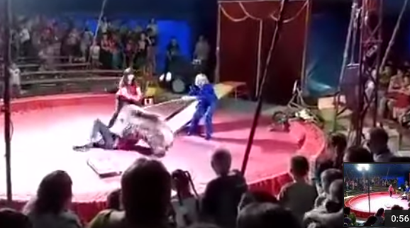 Feroz ataque de un oso al empleado de un circo