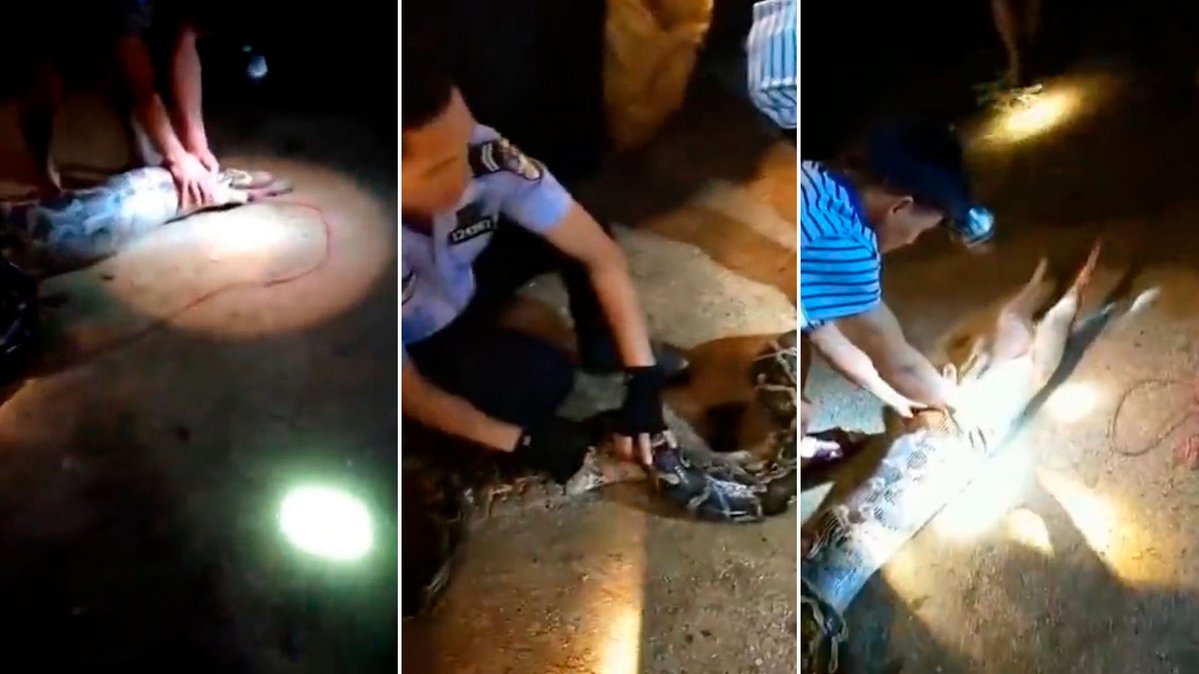 Perro vomitado serpiente encontraba vida