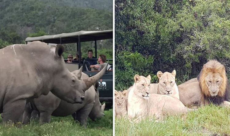 Tres cazadores son devorados por una manada de leones