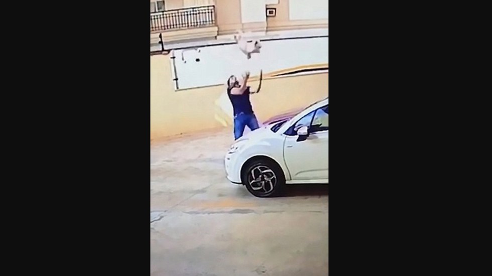 Perro rescatado