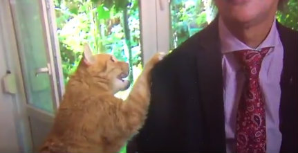 Gato arruina entrevista