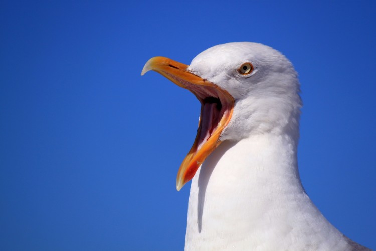 Gaviota reino unido