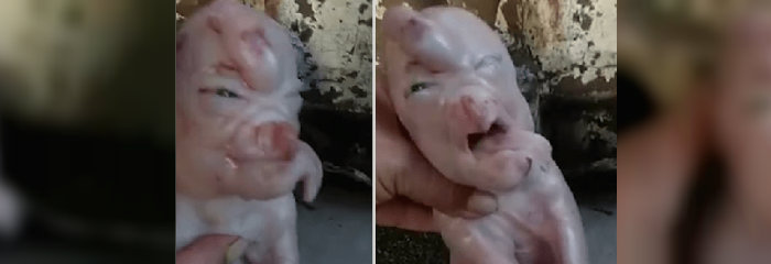 Cerdito