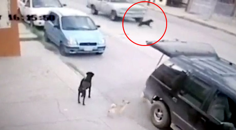 Arrolla perros villa ju rez chih