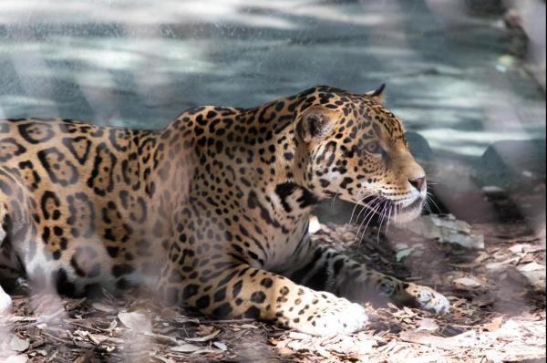 Jaguar escapa de zoológico en Estados Unidos y mata a seis animales