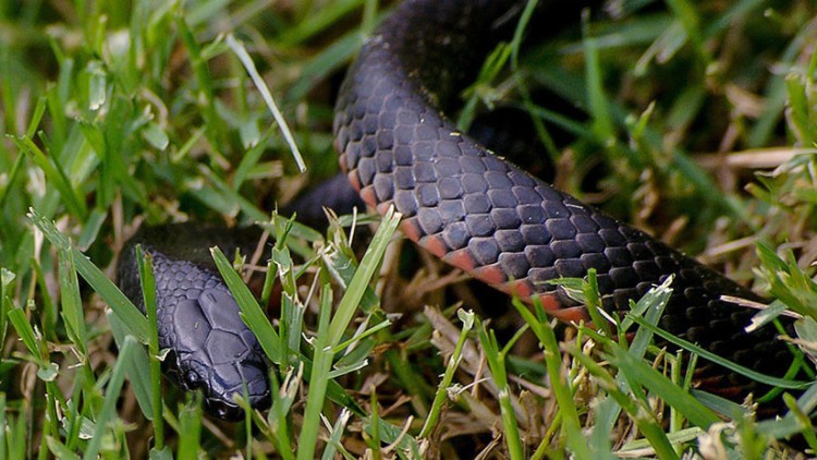 Serpiente nueva
