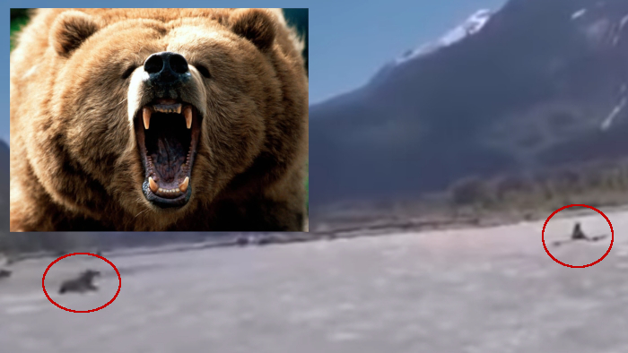 Oso grizzli