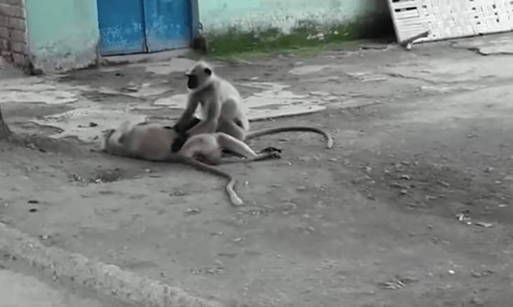 Este mono intenta revivir a su amigo electrocutado