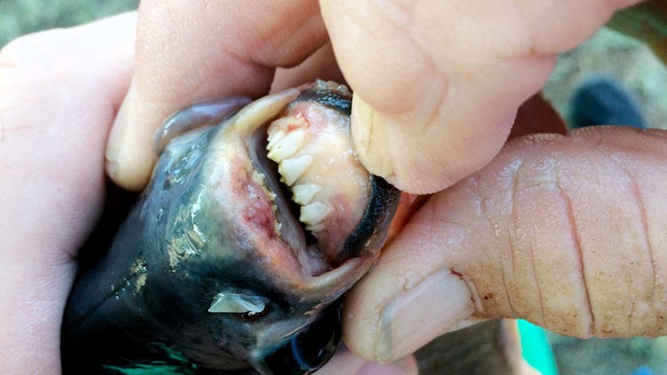 Pez dientes humanos