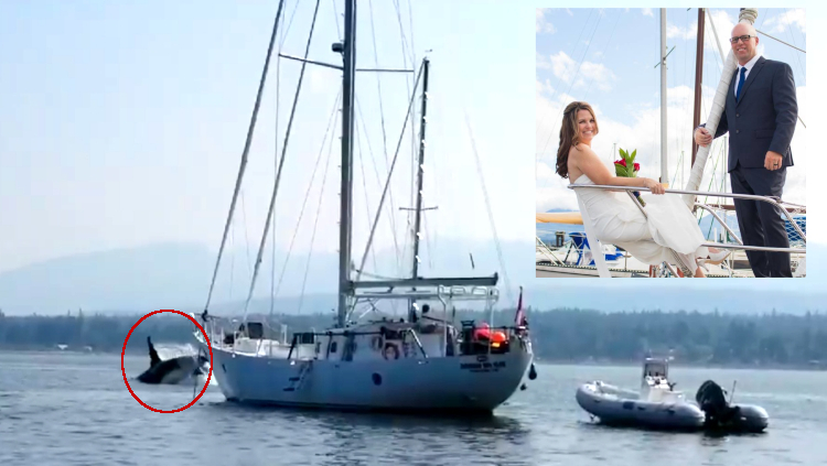 Orca roba barco