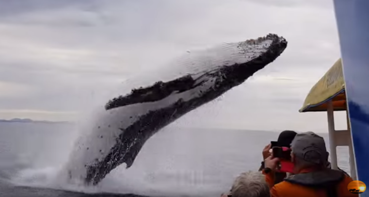 Ballena video