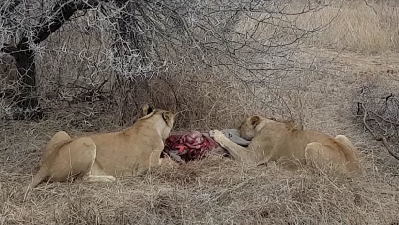 Leonas hienas safari