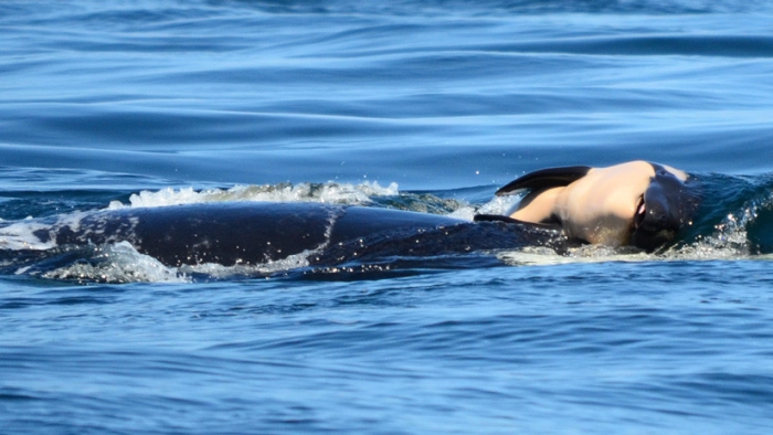 Orca