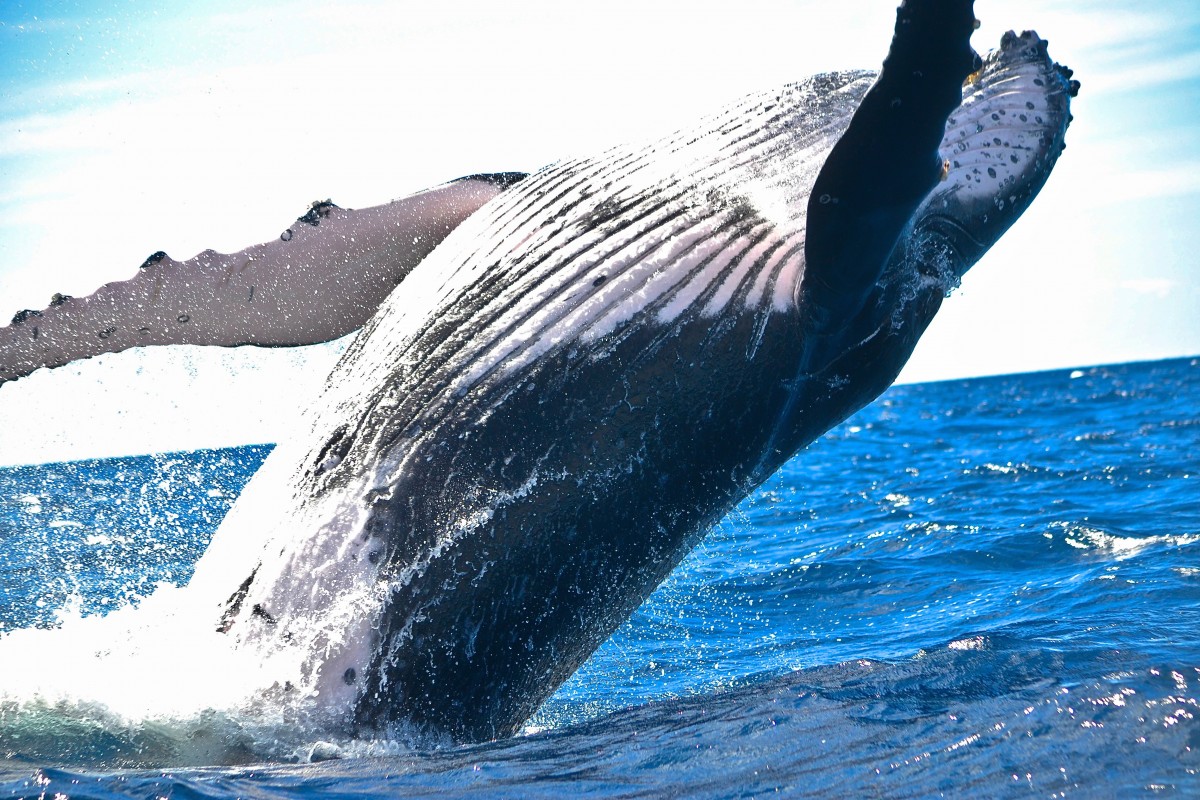 Ocean whale water splash fin 63183