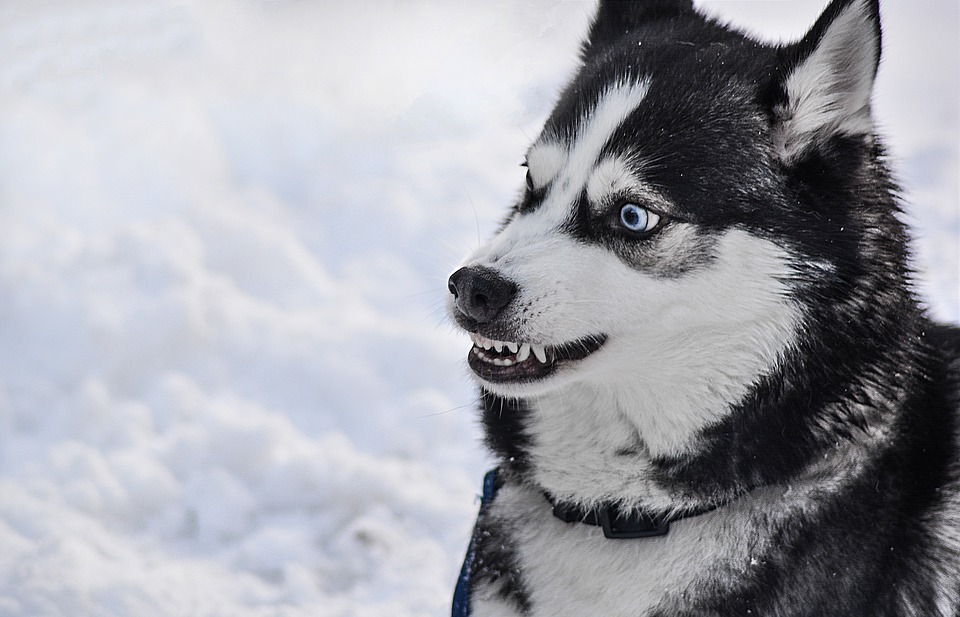 Perro husky muerde cara de una modelo modelo
