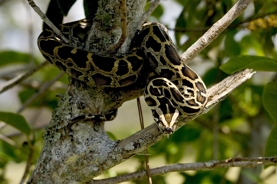 Burmese python 1150794 960 720