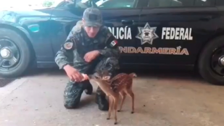 Bambi guerrero