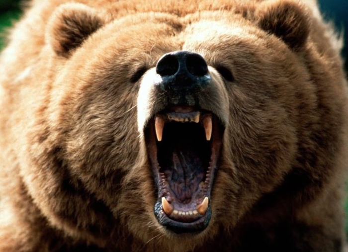 Oso