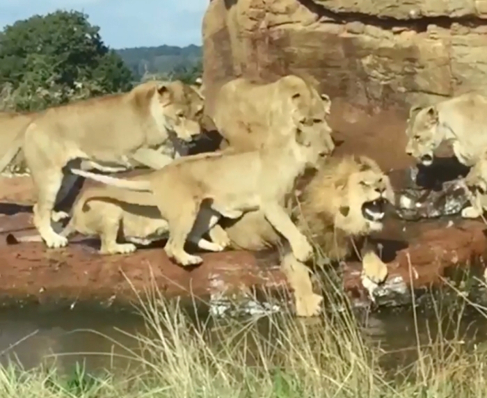 Crying lion