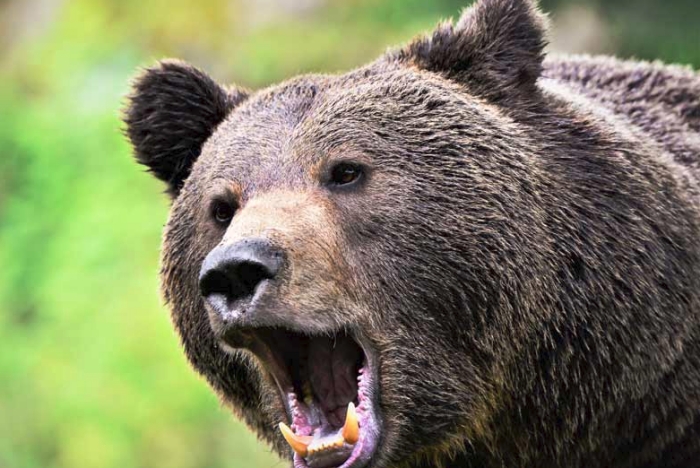 Oso pardo