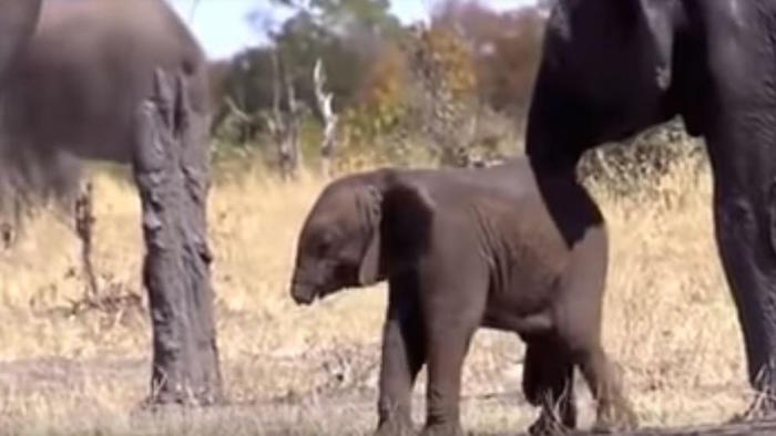 Elefante