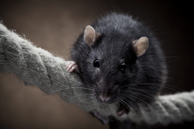 Rata
