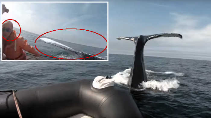 Ballena jorobada