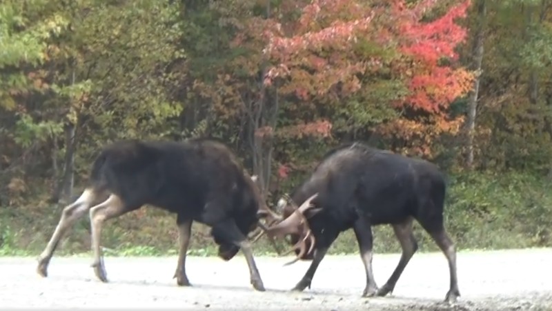Alces