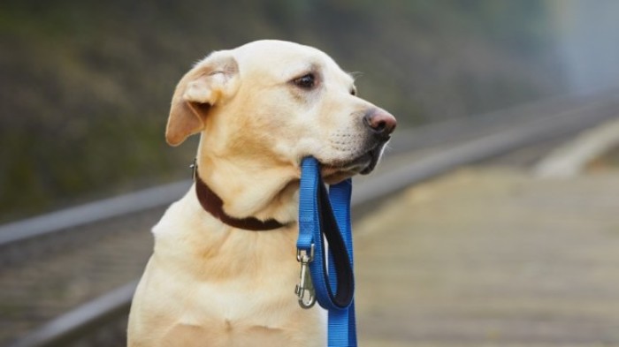 Perro