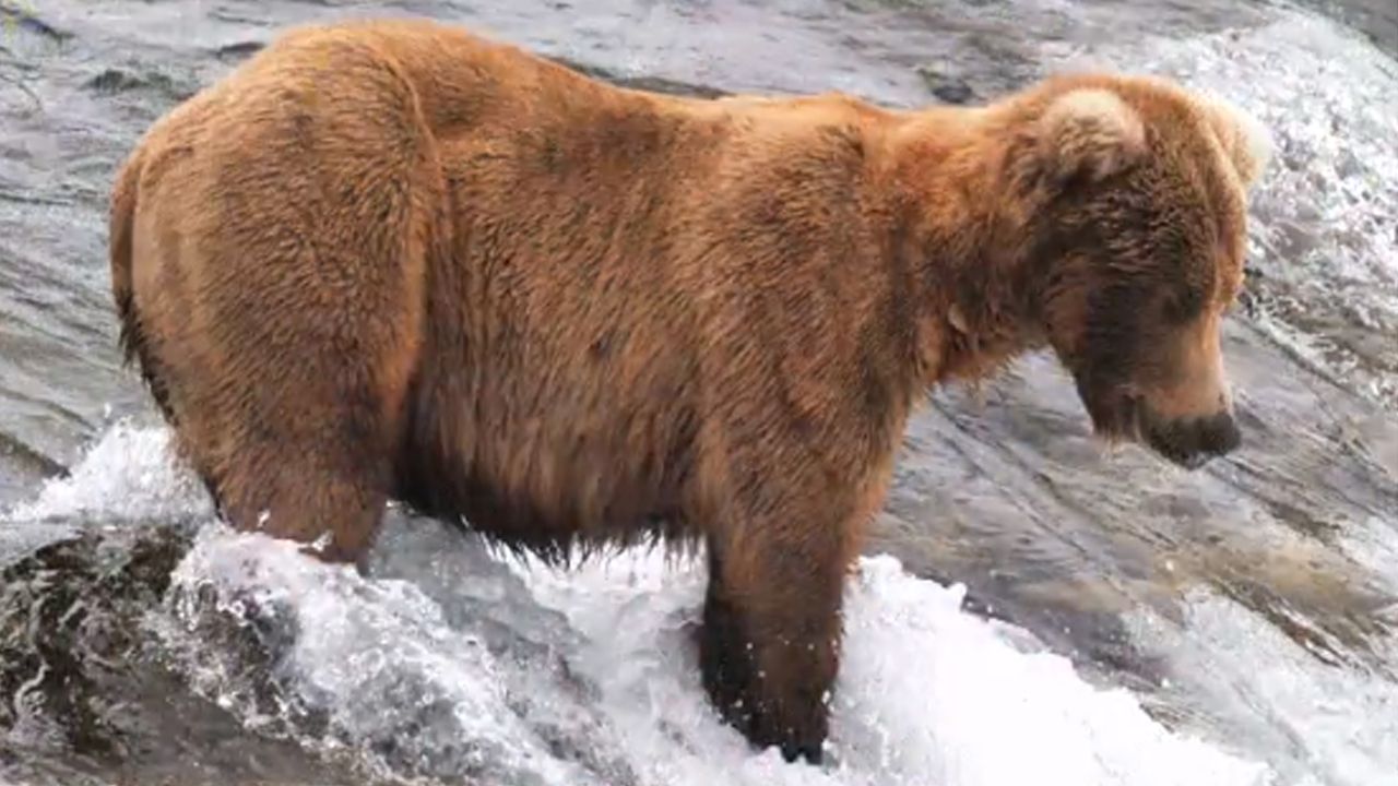 Katmai bear before