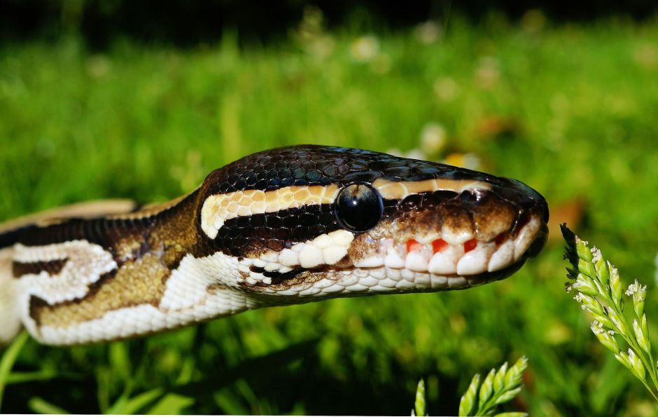 Snake 390174 1920