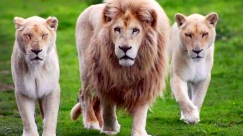 Denuncian a un hombre por tener leones en una azotea Denuncian a un hombre por tener leones en una azotea