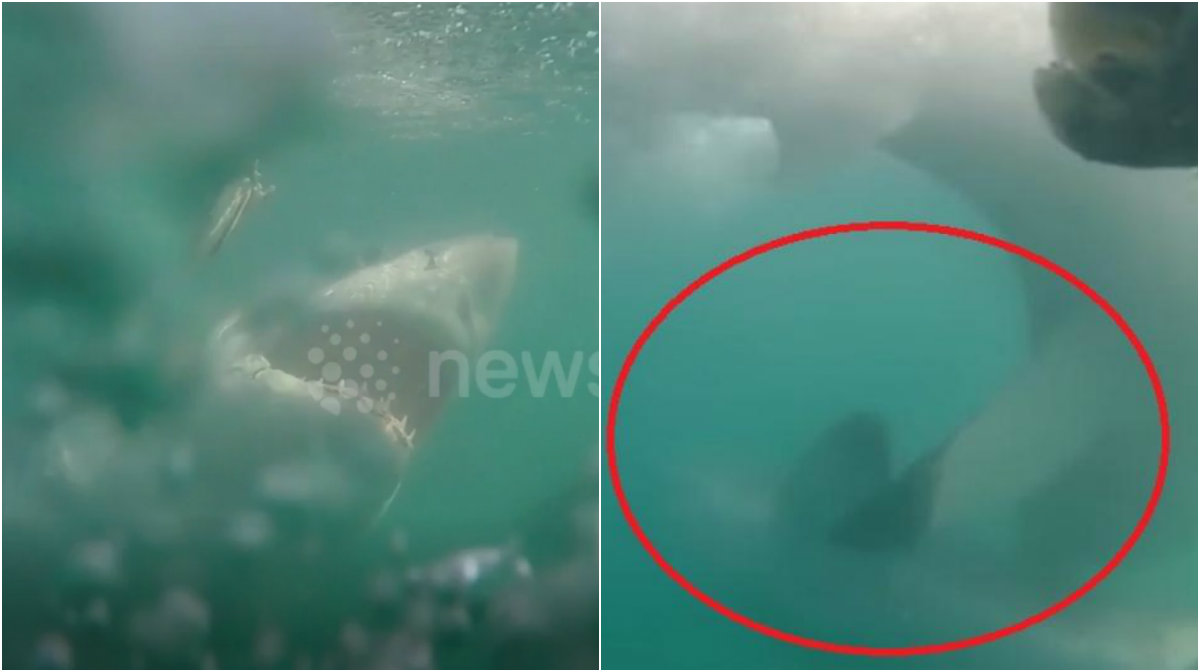Buzos captan el ataque de un tiburón blanco a otro sin razón Buzos captan el ataque de un tiburón blanco a otro sin razón