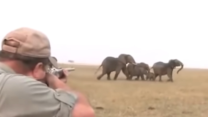 #Video Manada persigue a cazadores tras dispararle a elefante #Video Manada persigue a cazadores tras dispararle a elefante