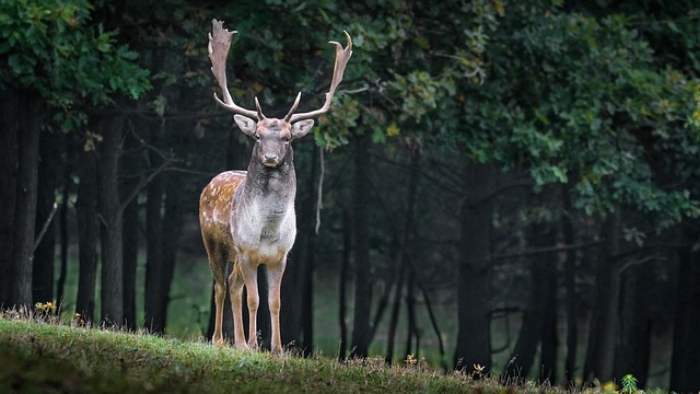 Fallow deer 984573 640