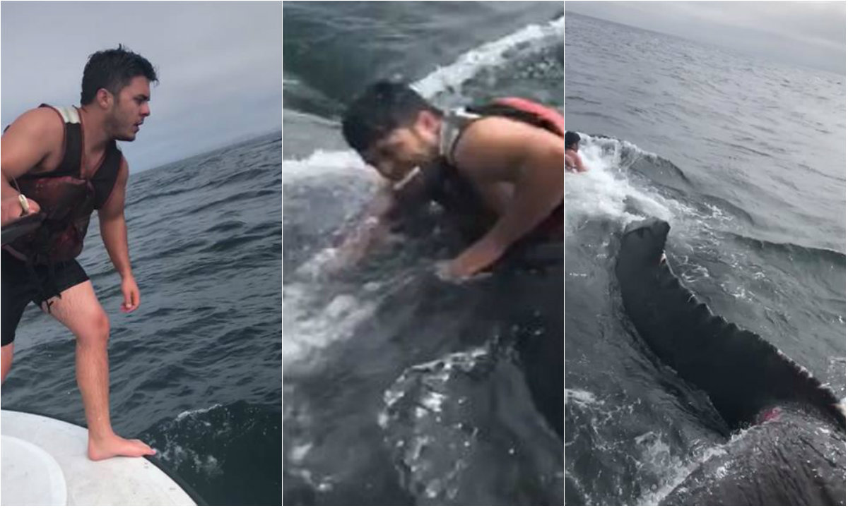 Salva ballena enredada