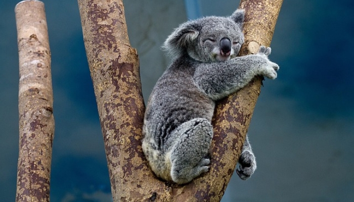 Koala 1100469 640
