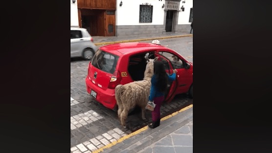 Llama sorprende abordando su taxi en cusco peru