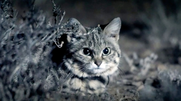 Deadliest cat