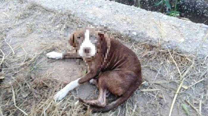 Perrita
