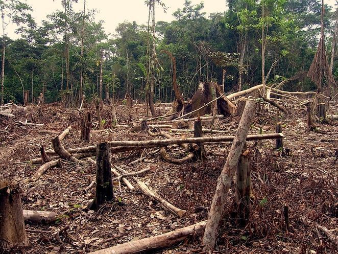 Deforestation in the amazon.jpg.662x0 q100 crop scale